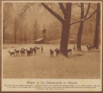 83158 Gezicht op het hertenkamp in het besneeuwde Julianapark te Zuilen.N.B. Het Julianapark is per 1 januari 1954 bij ...